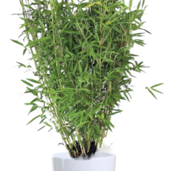 Bamboo / Grass Plant